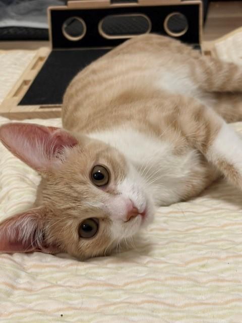Moon (& Hawthorn), a ADOPTABLE Tabby in Mesa, AZ image 2/6
