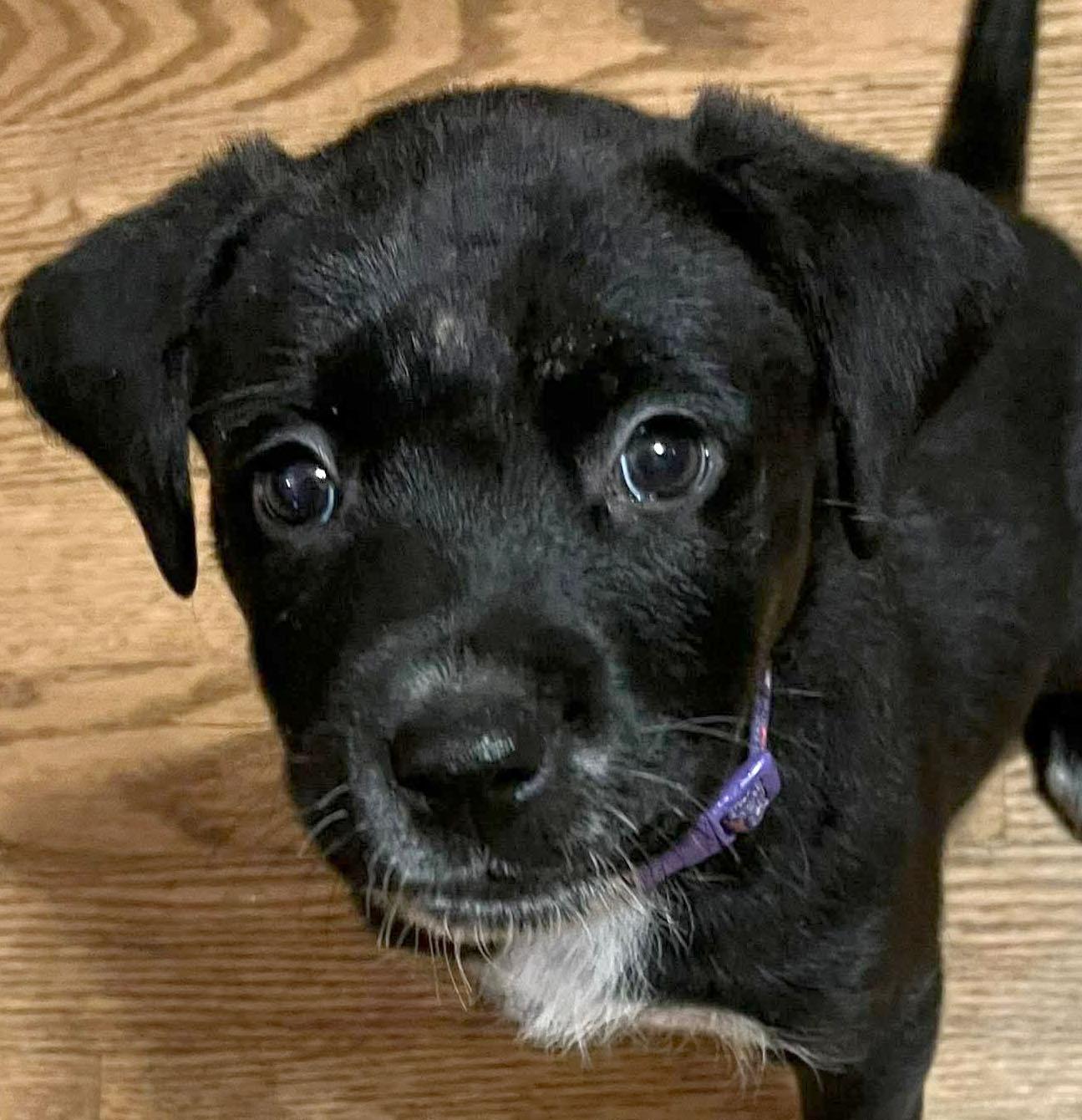 Harvey (AO35806), adopted, Puppy Female Labrador Retriever.