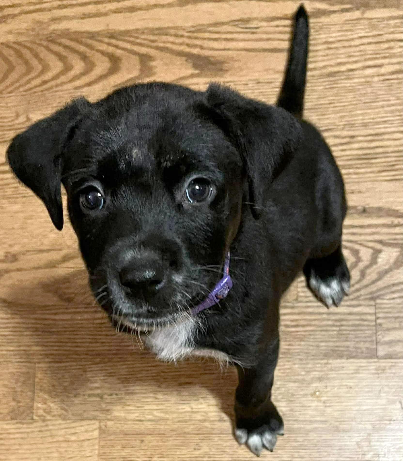 Enlarge Harvey (AO35806), an adopted mixed breed in Kansas City, KS image 2/2