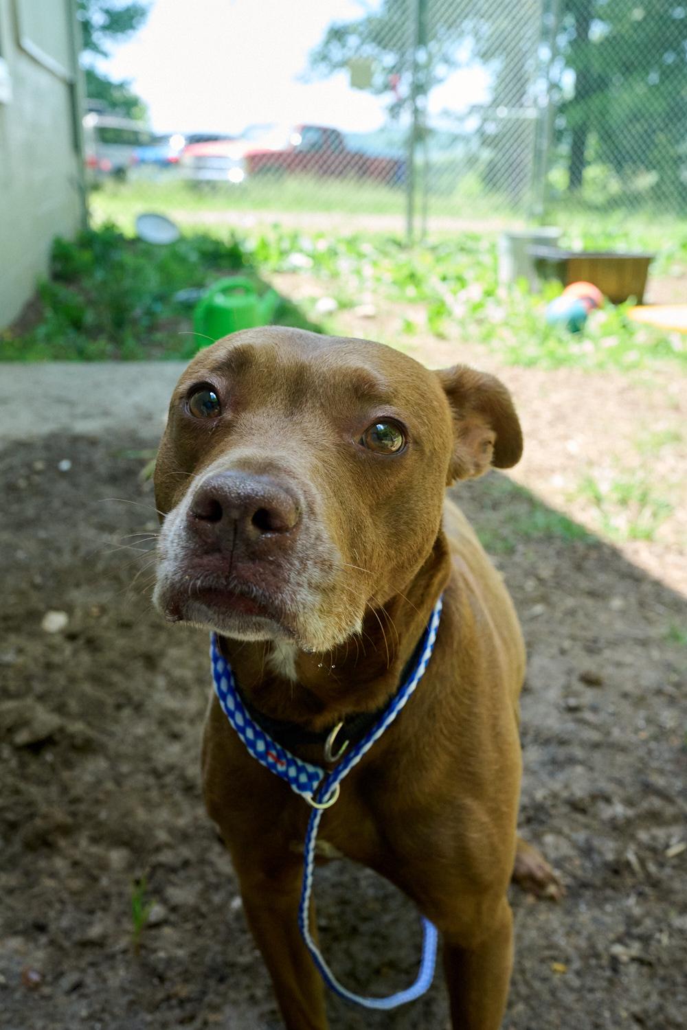 Luna, a ADOPTABLE mixed breed in Floyd, VA image 6/6