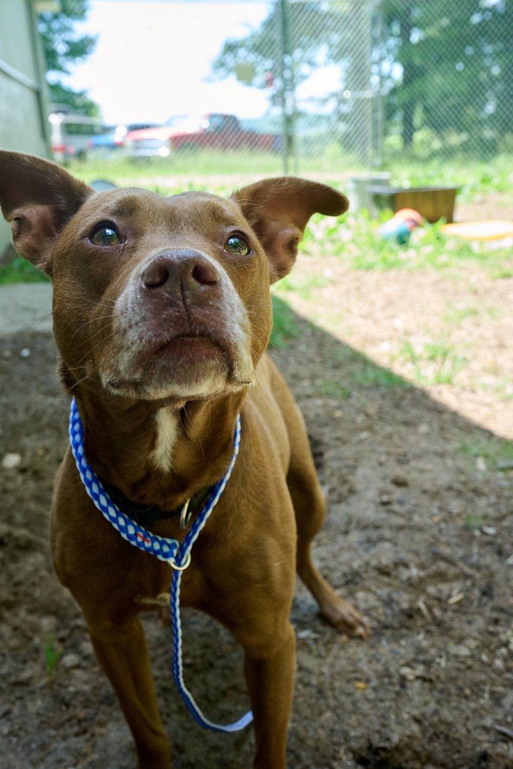 Luna, a ADOPTABLE mixed breed in Floyd, VA image 3/6