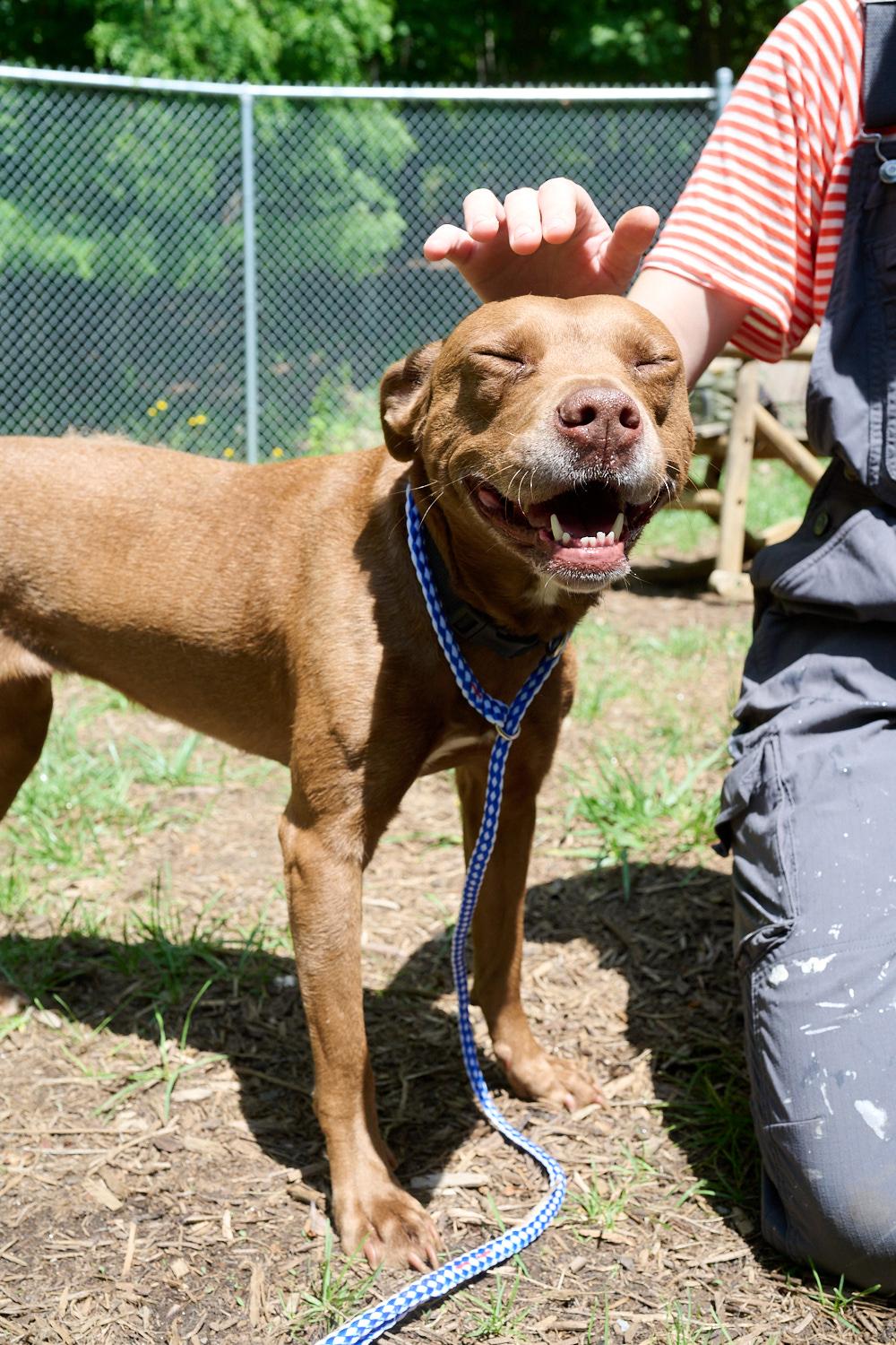 Luna, a ADOPTABLE mixed breed in Floyd, VA image 2/6