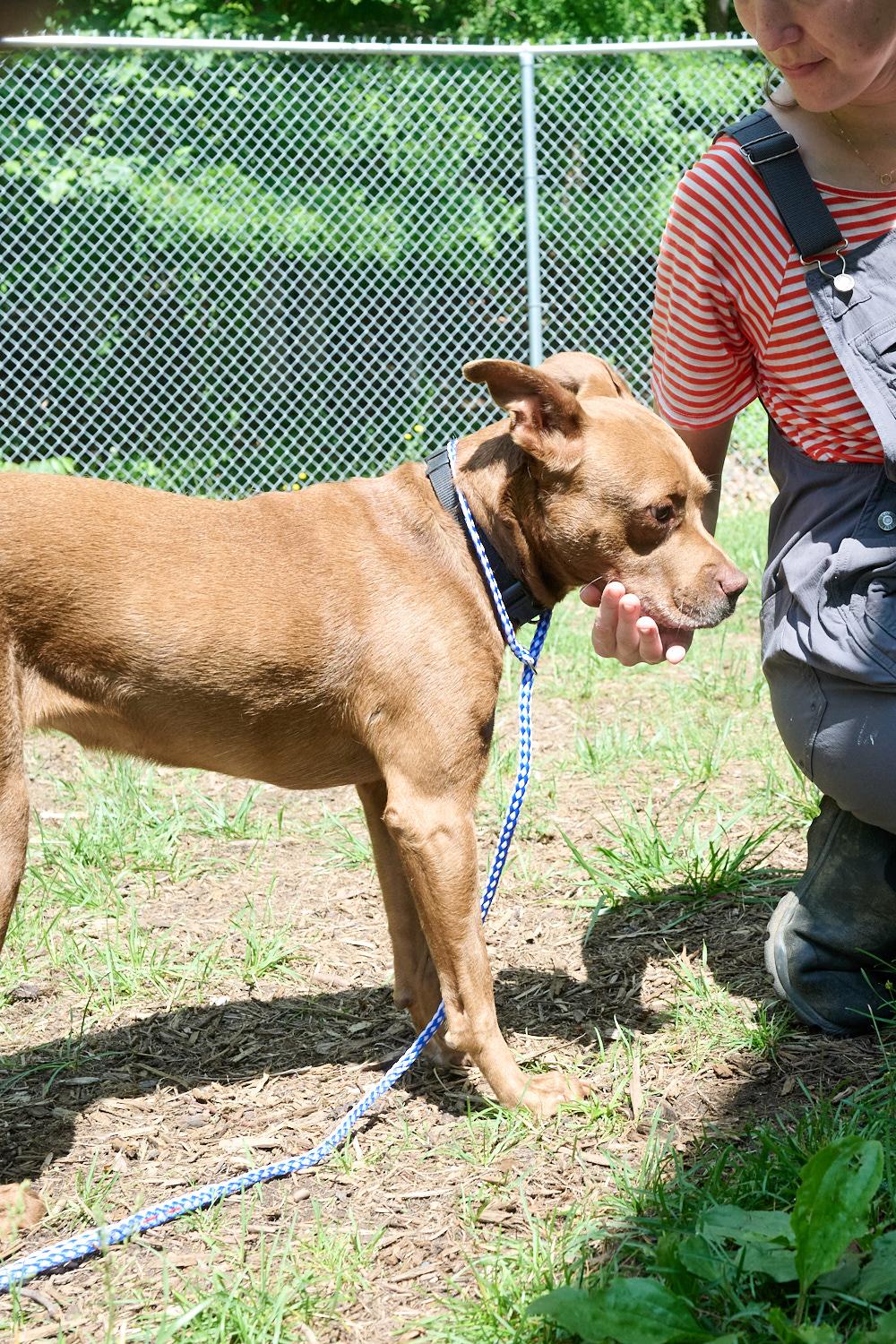 Luna, a ADOPTABLE mixed breed in Floyd, VA image 5/6