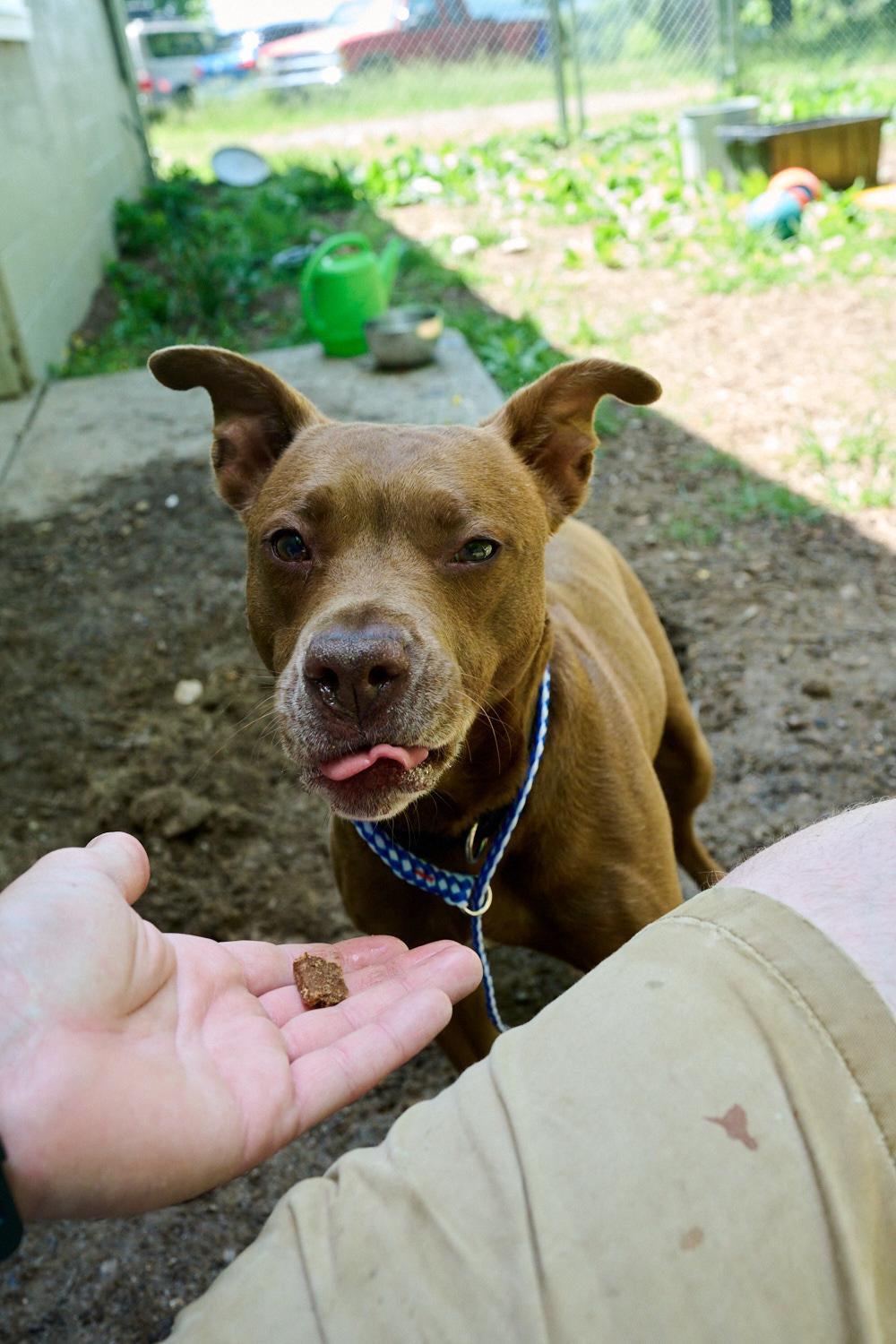 Luna, a ADOPTABLE mixed breed in Floyd, VA image 4/6