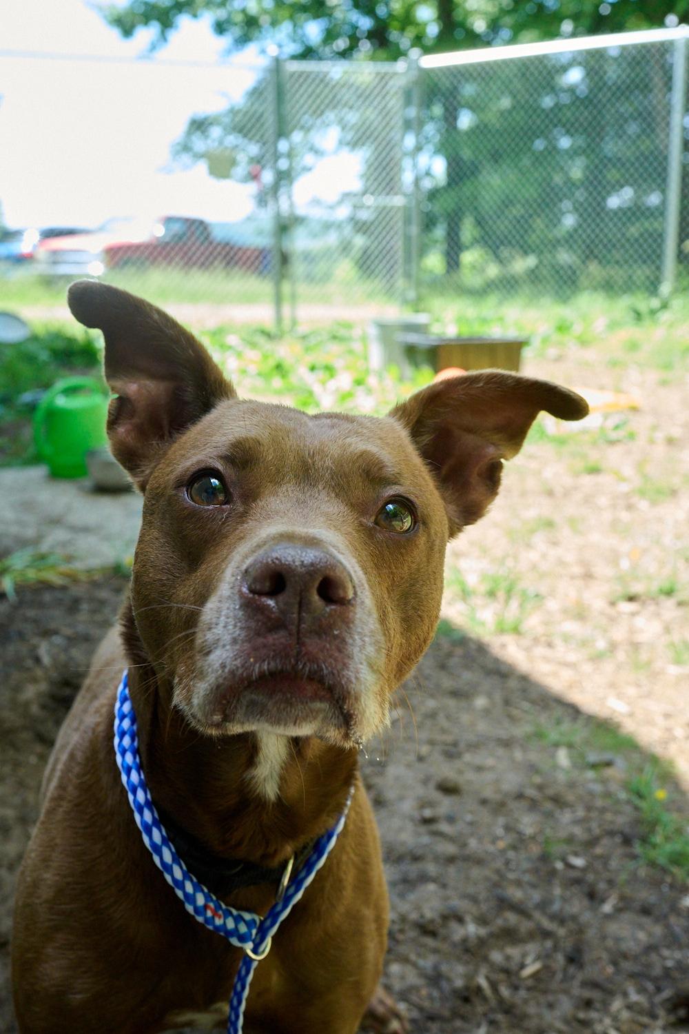 Luna, ADOPTABLE, Young Female Terrier.