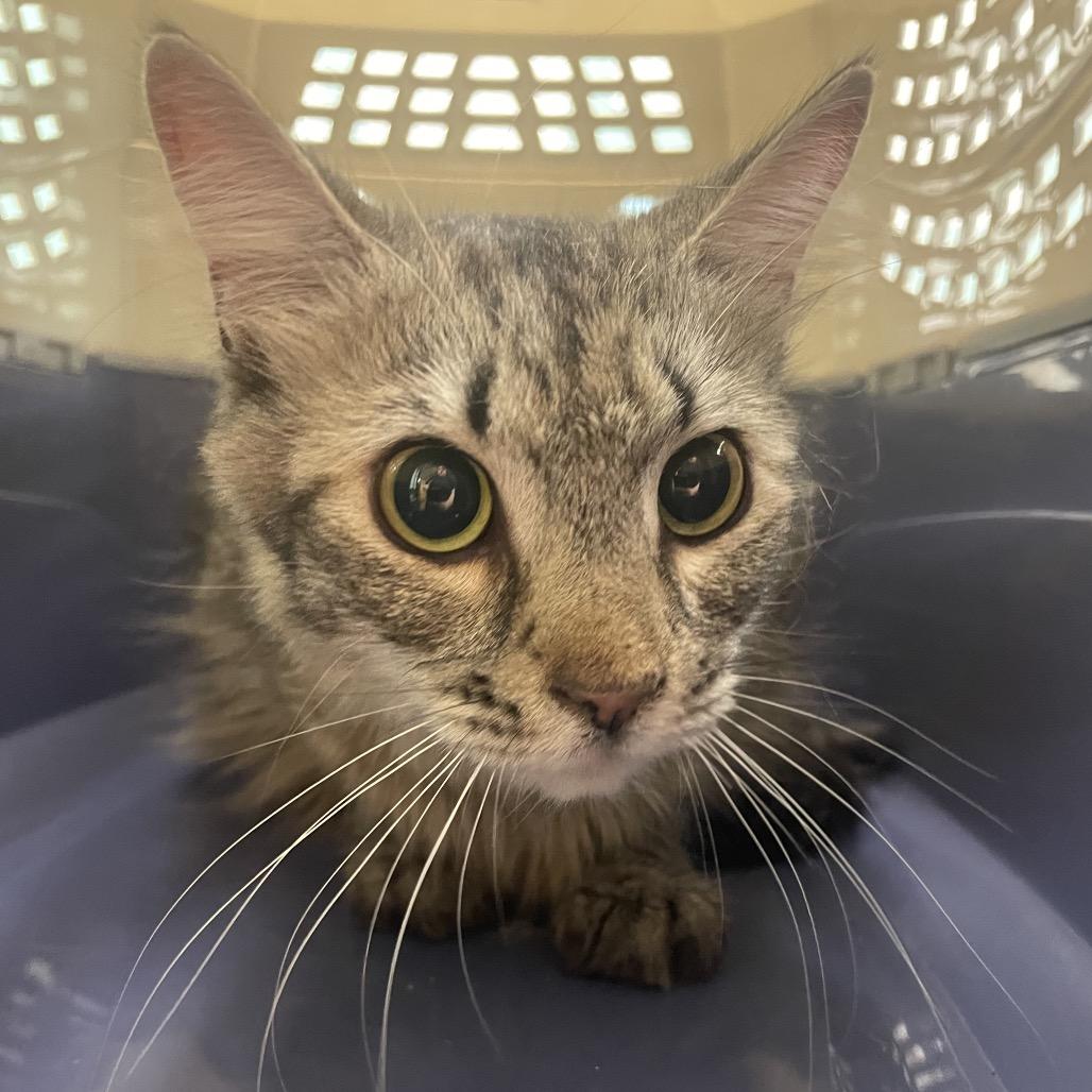 Enlarge Kenyatta, an adopted Domestic Medium Hair in Hudson, NY image 1/1