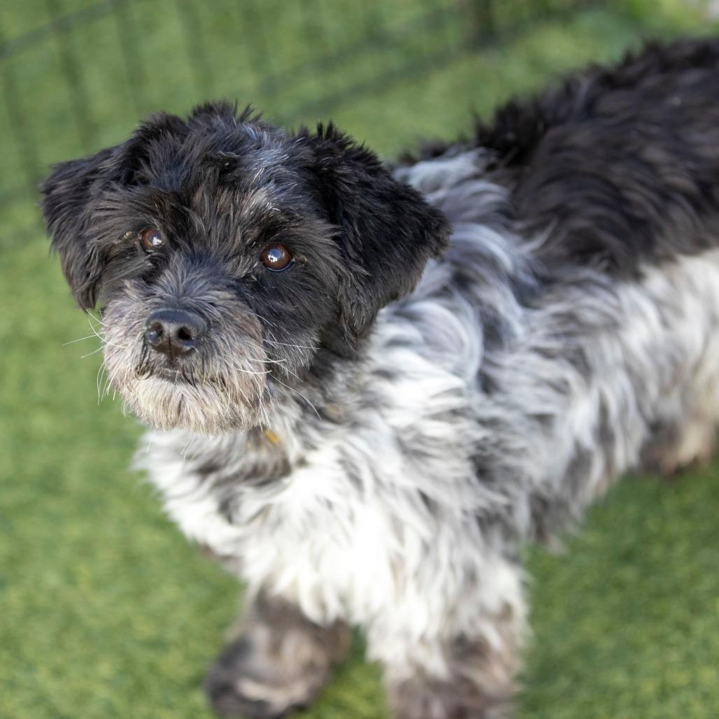 Rudy (JN25-370), a Adoptable Schnauzer in Bendena, KS image 1/6