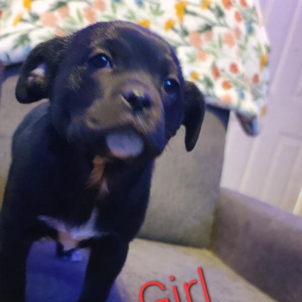 Clementine, Adoptable, Puppy Female English Bulldog.