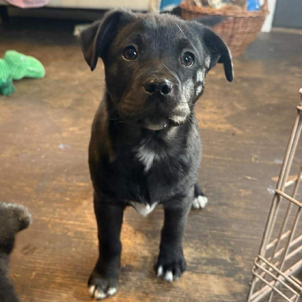 Clementine thumbnail 2