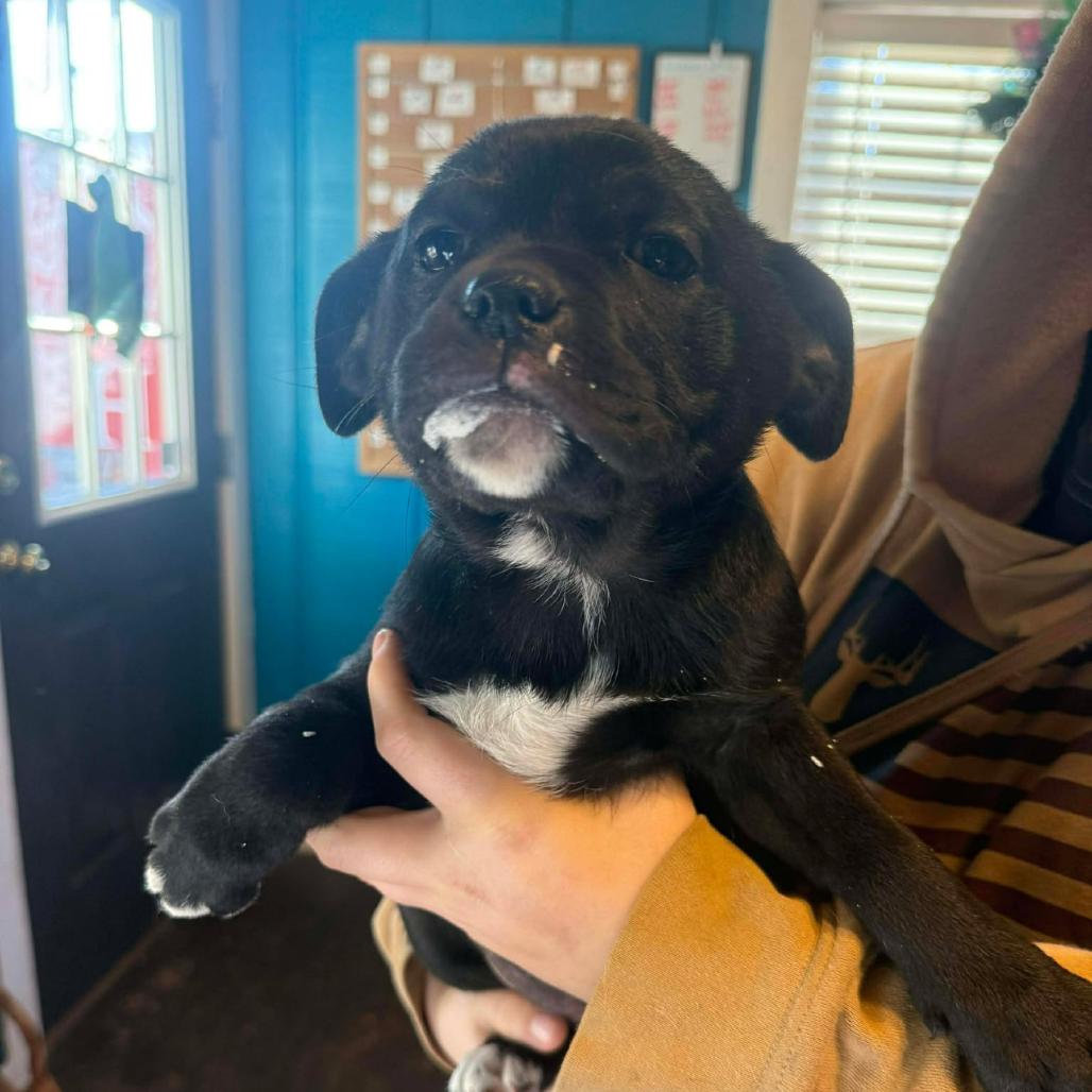 Clementine thumbnail 3