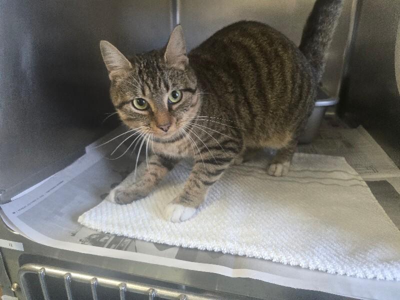 Annie, Adoptable, Adult Female Domestic Short Hair & Domestic Short Hair.