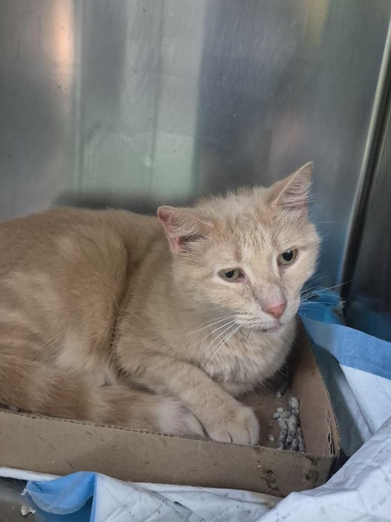 Peaches, Adoptable, Senior Male Domestic Short Hair.