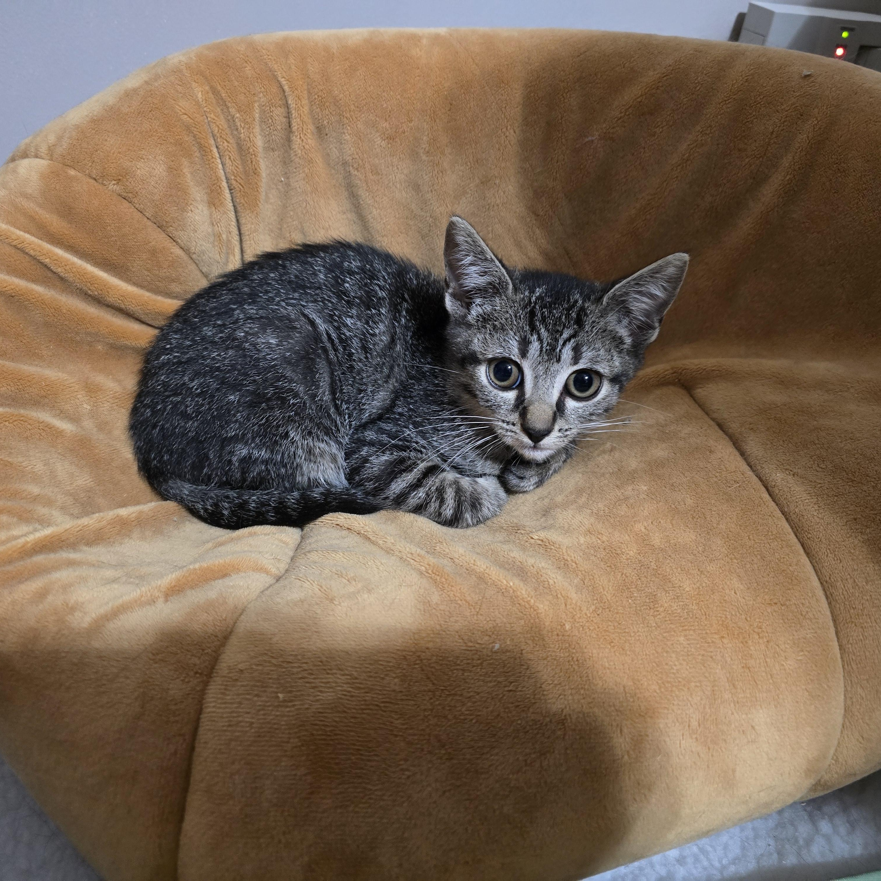 Keeley, Adoptable, Kitten Female Tabby.