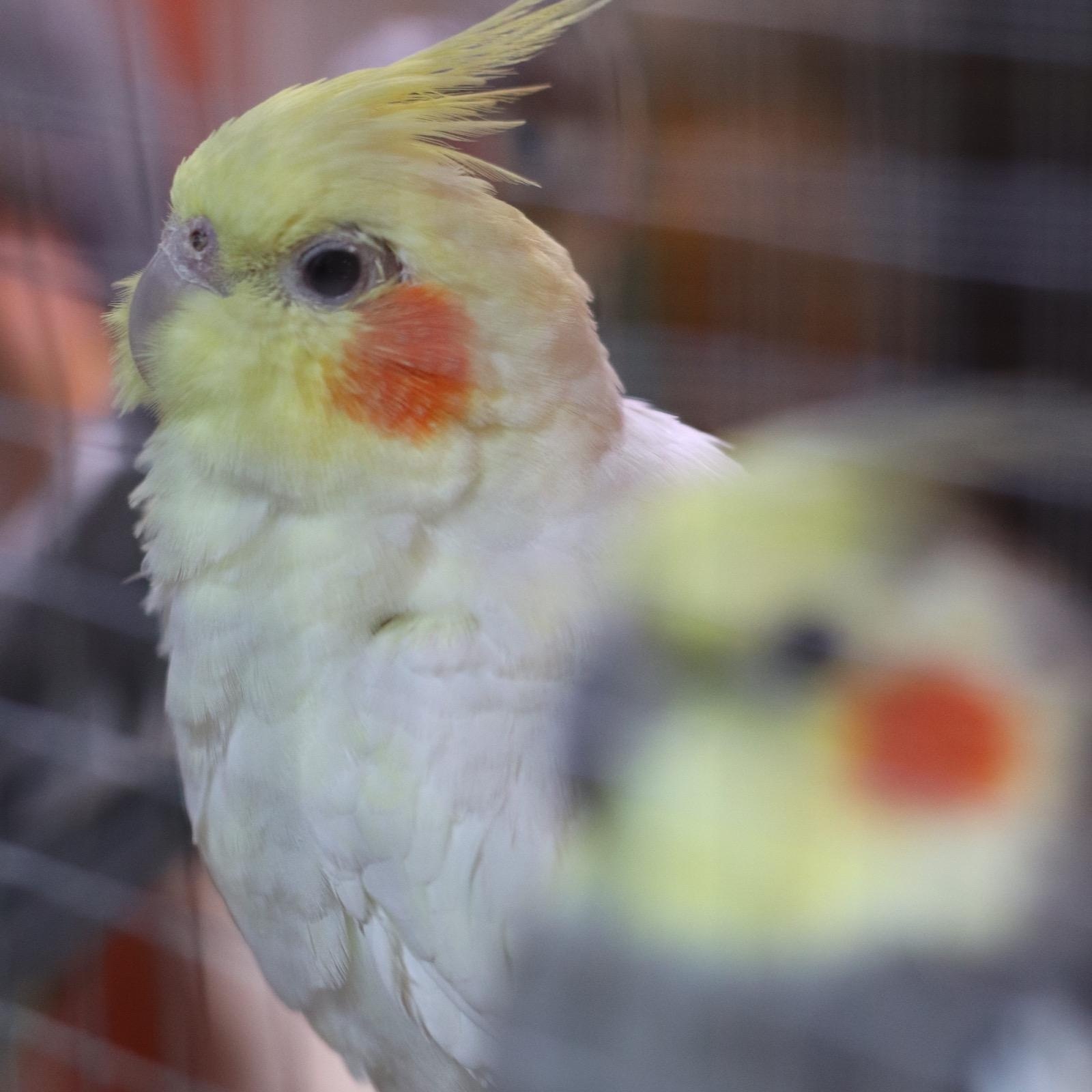 Cockatiels