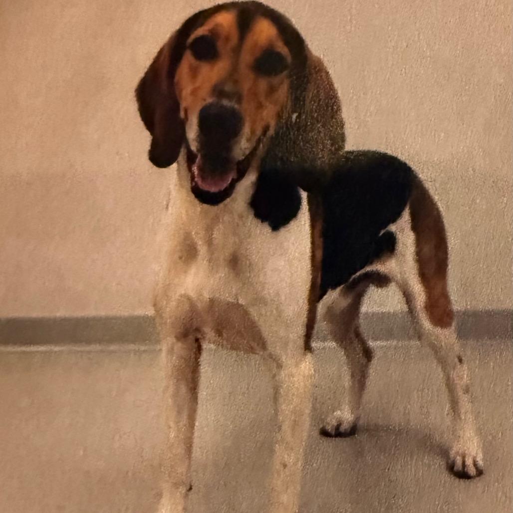 Forklift, Adoptable, Adult Male Hound.