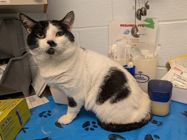 Enlarge MR MOO, a Adoptable Domestic Short Hair in Toronto, ON image 1/1