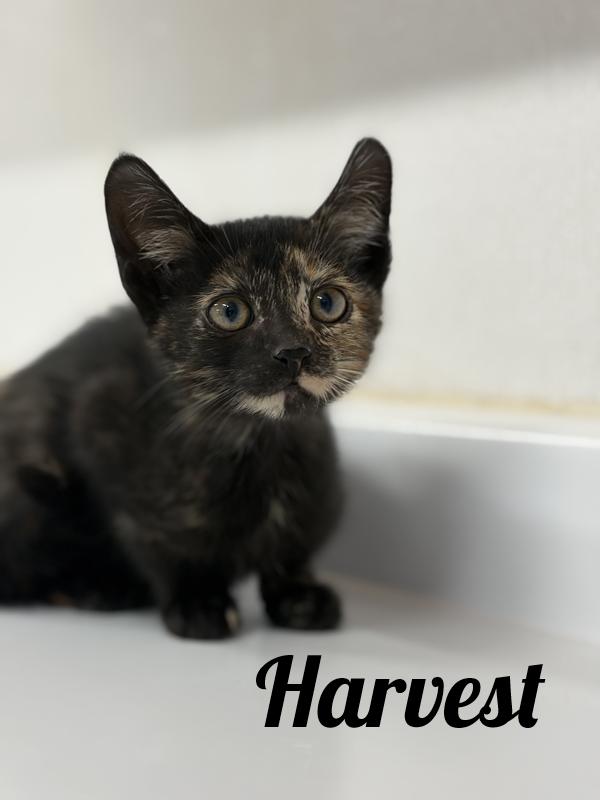 Harvest, Adopted, Kitten Female Domestic Short Hair.