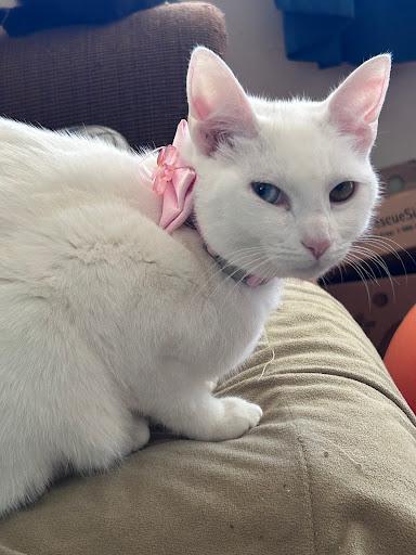 Stella