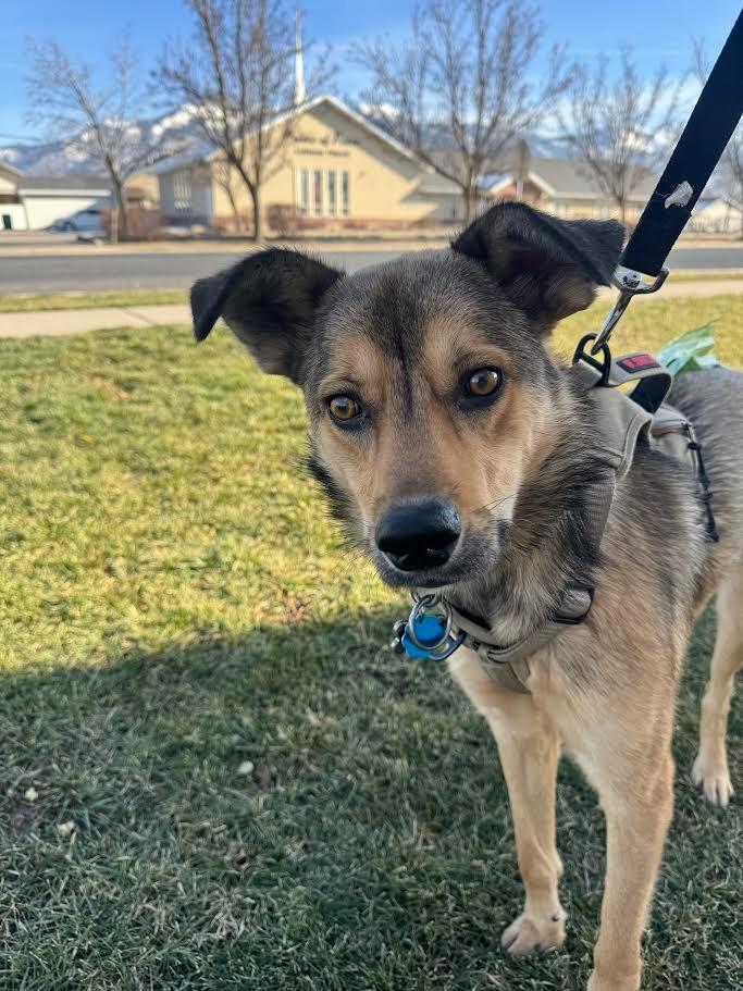 Wiley, a Adoptable mixed breed in Logan, UT image 1/2
