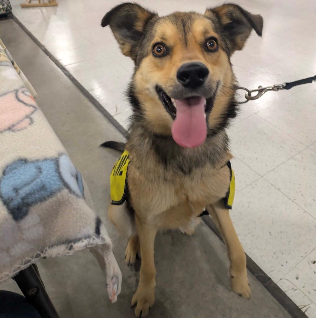 Wiley, Adoptable, Young Male Australian Cattle Dog / Blue Heeler.
