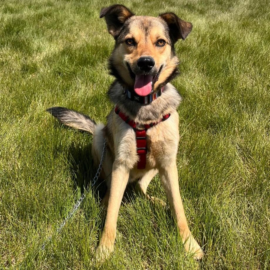Wiley, a Adoptable mixed breed in Logan, UT image 2/3