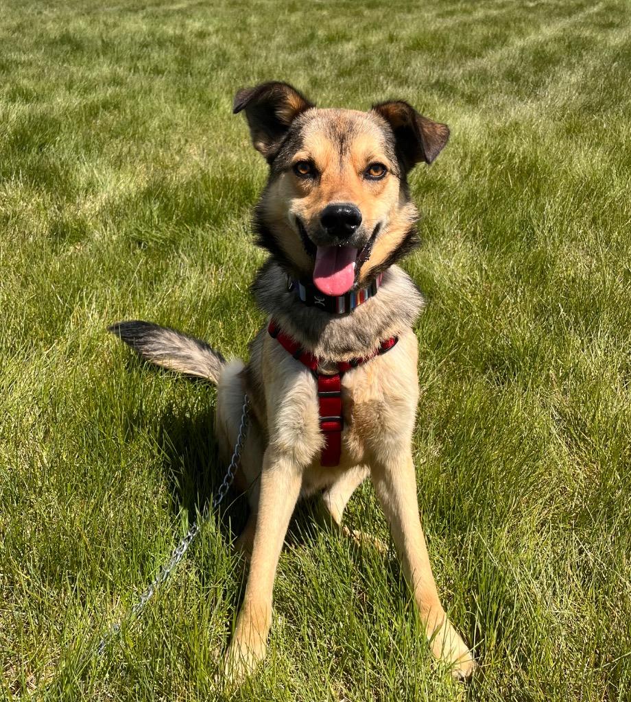 Enlarge Wiley, a Adoptable mixed breed in Logan, UT image 3/3