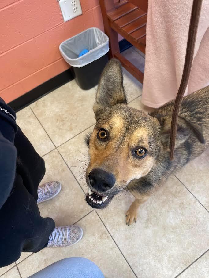 Enlarge Wiley, a Adoptable mixed breed in Logan, UT image 2/2