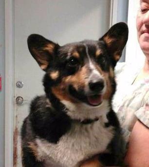 Enlarge Winchester, a Adopted mixed breed in Bemidji, MN image 1/1