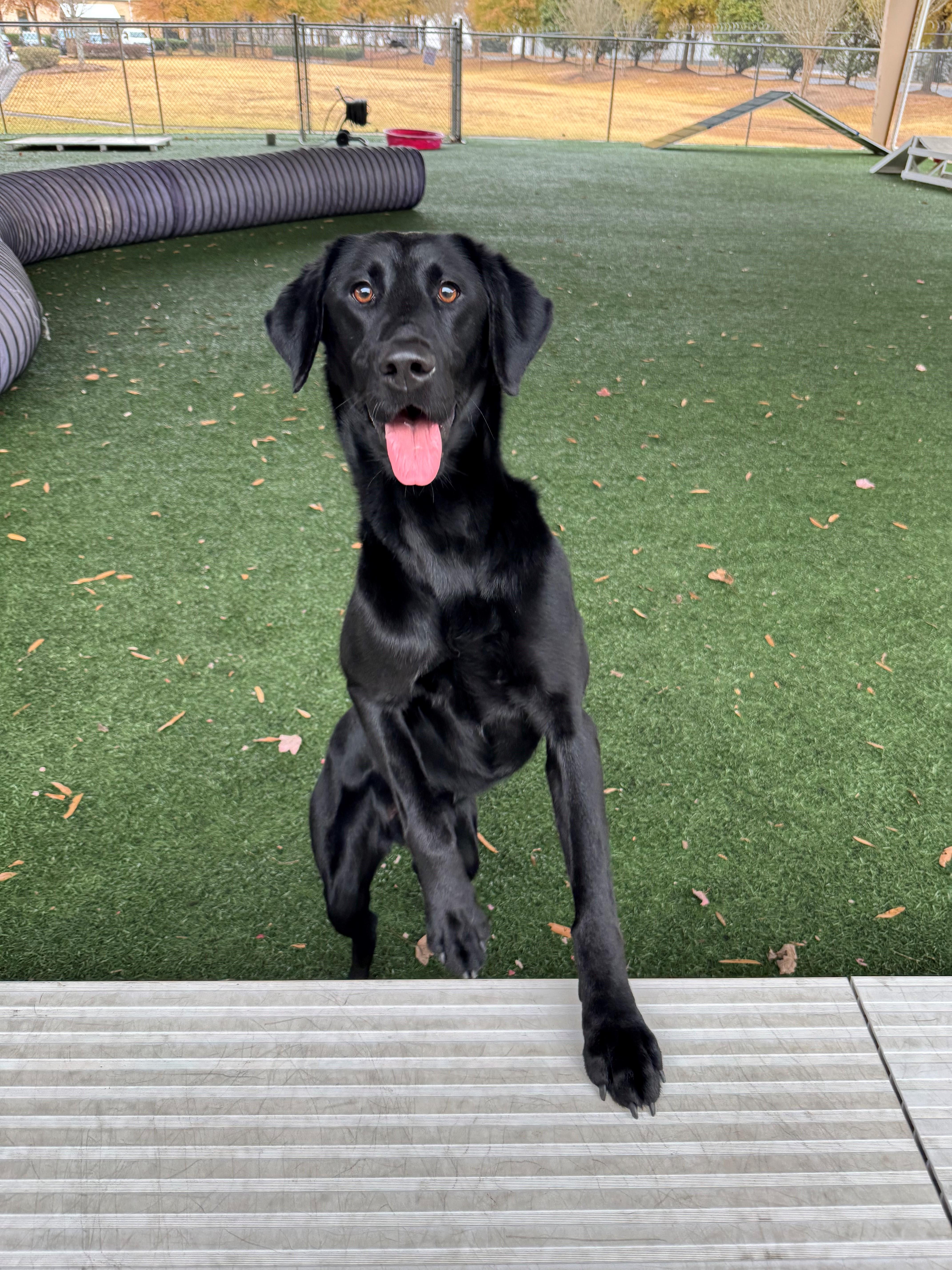 Enlarge Lainey, a Adopted Labrador Retriever in Newnan, GA image 3/6