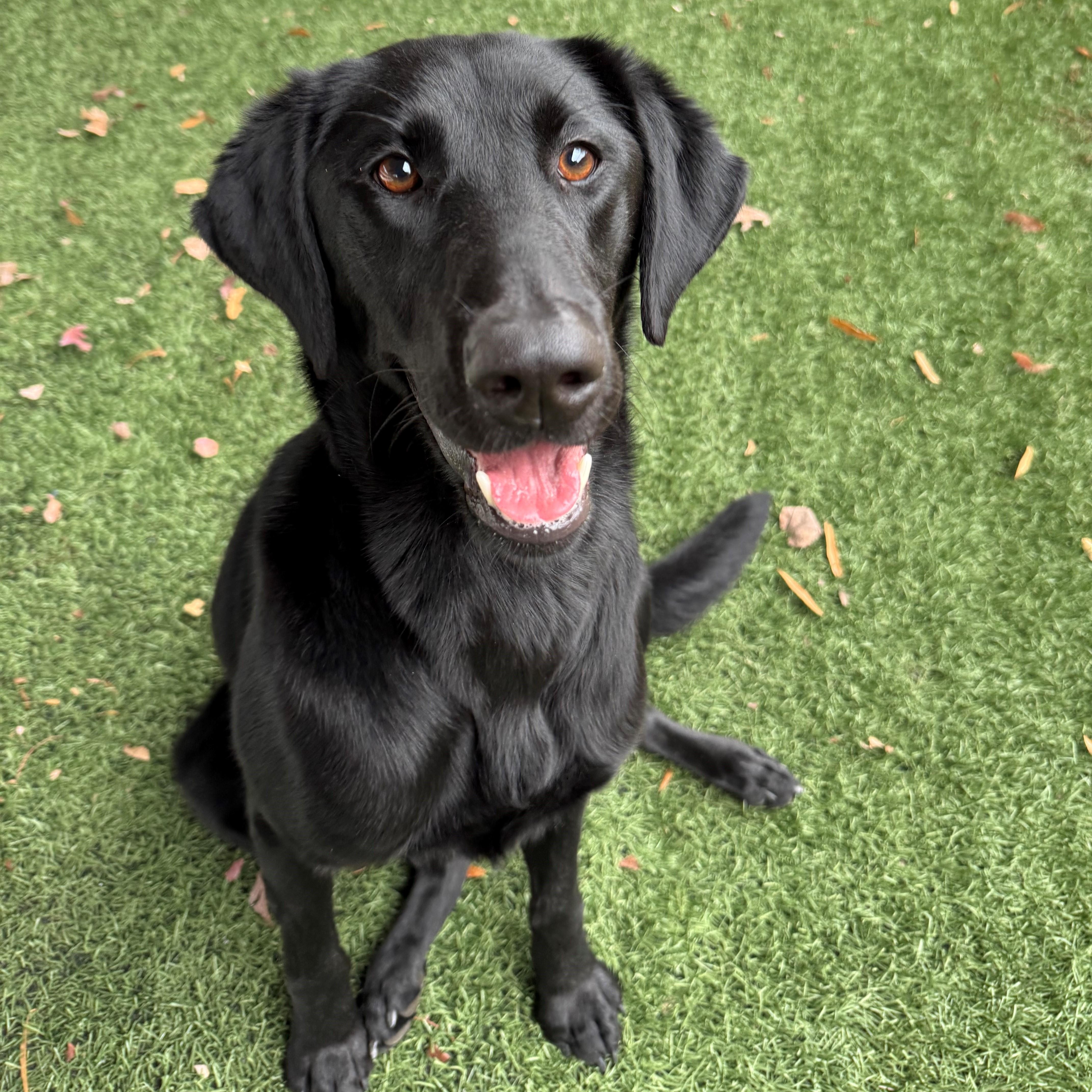 Enlarge Lainey, a Adopted Labrador Retriever in Newnan, GA image 1/6