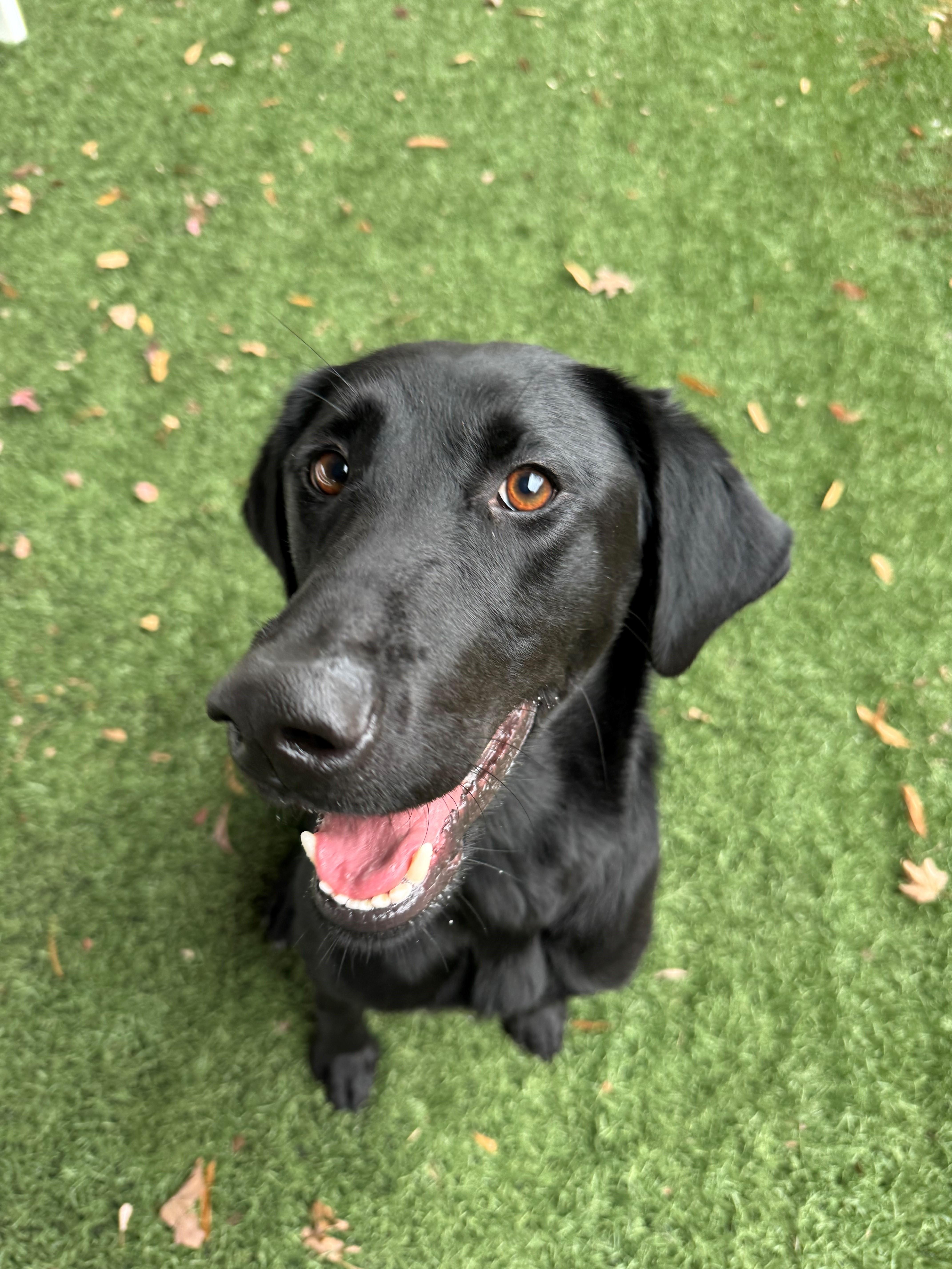Enlarge Lainey, a Adopted Labrador Retriever in Newnan, GA image 5/6