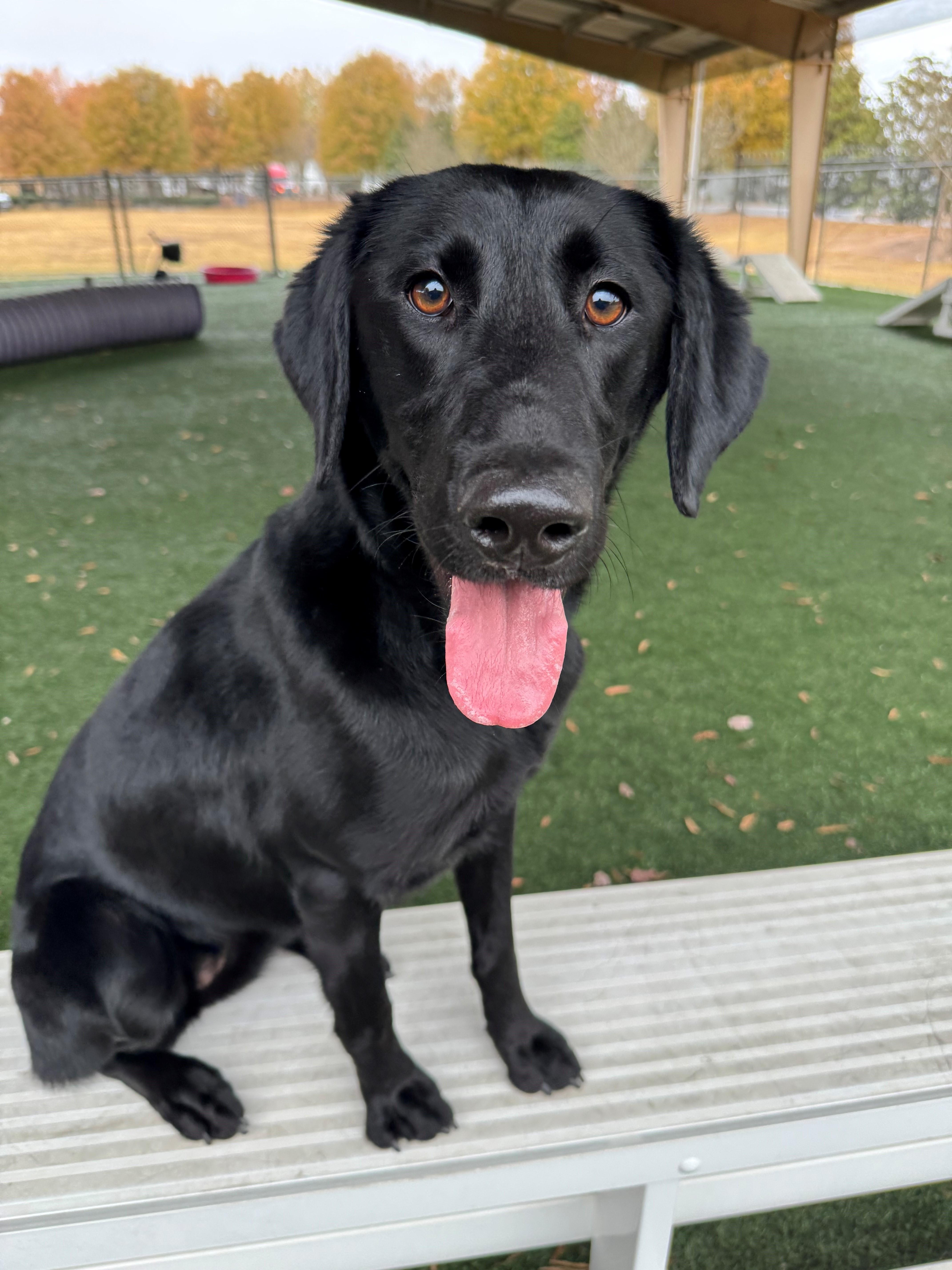 Enlarge Lainey, a Adopted Labrador Retriever in Newnan, GA image 6/6