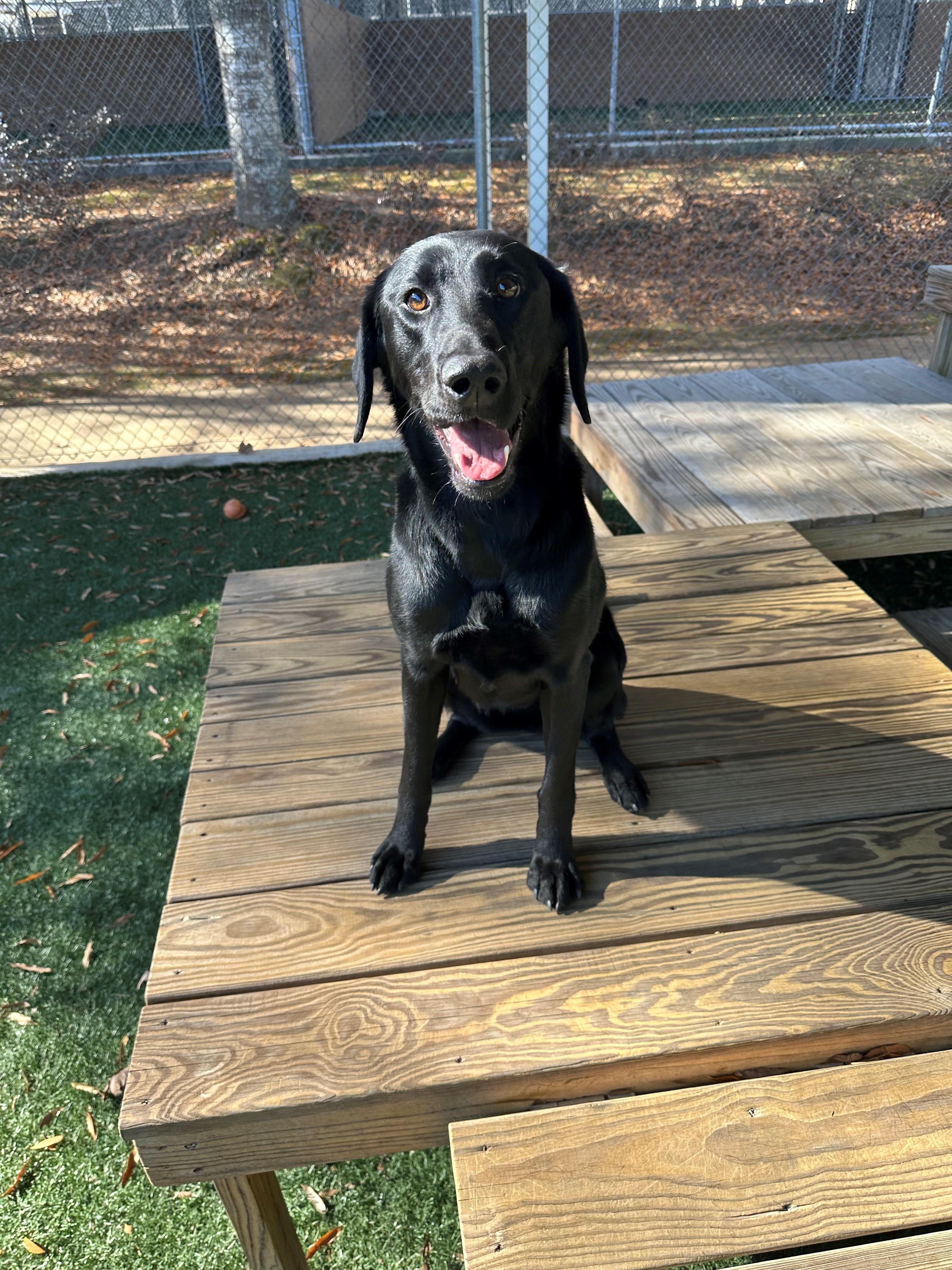 Enlarge Lainey, a Adopted Labrador Retriever in Newnan, GA image 4/6