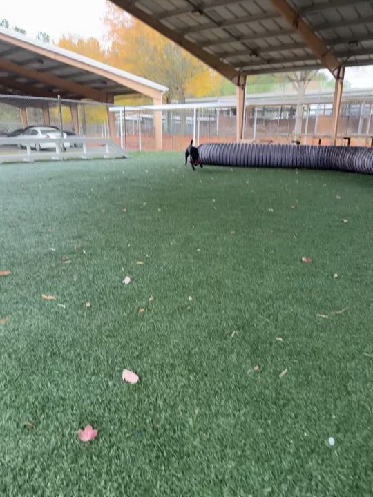 Enlarge Lainey, a Adopted Labrador Retriever in Newnan, GA video 2/6