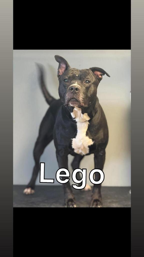 Enlarge Lego, a Adoptable Pit Bull Terrier in Winchester, IN image 1/1