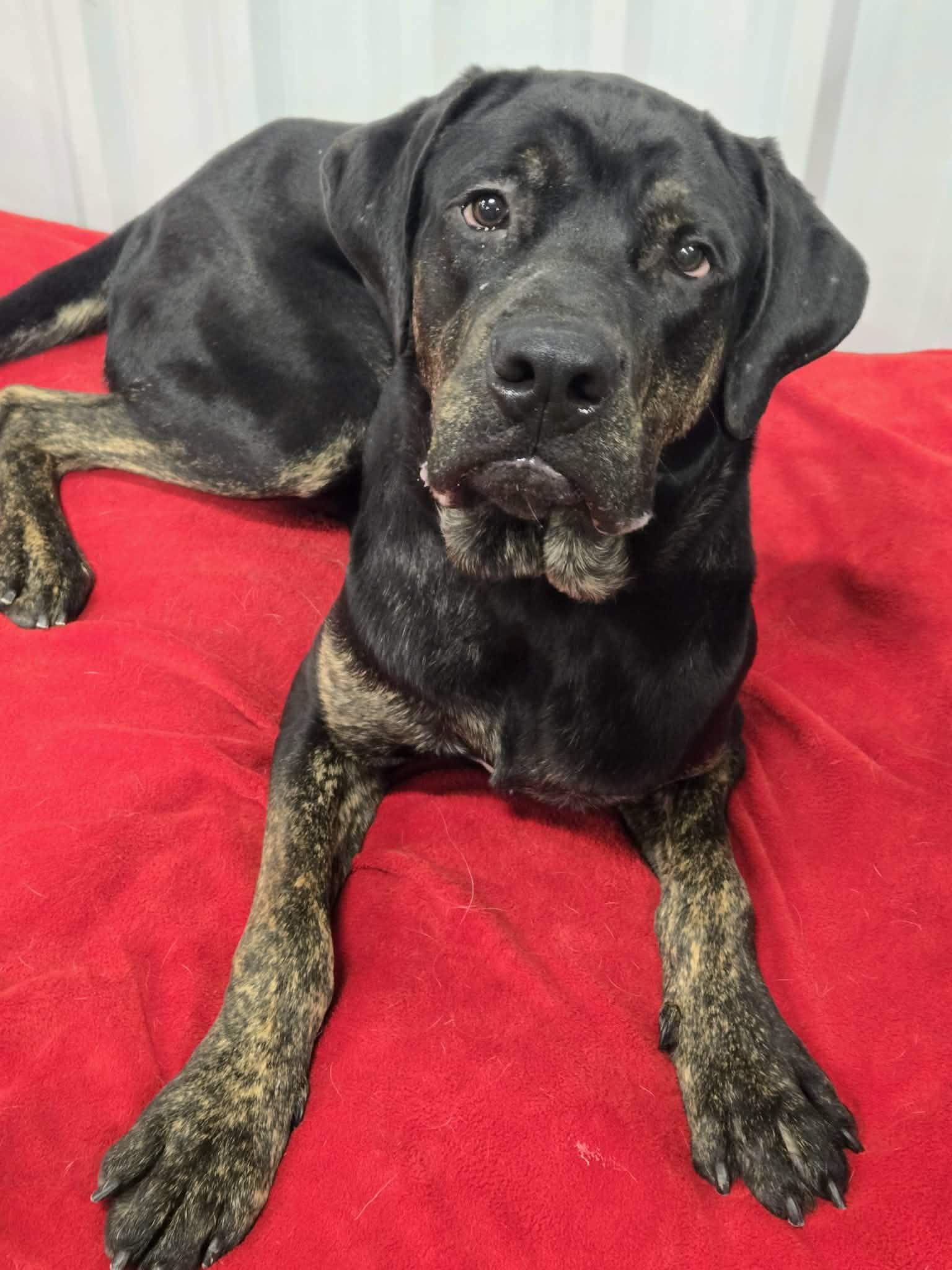 Kronk, an adopted mixed breed in Racine, WI image 1/3