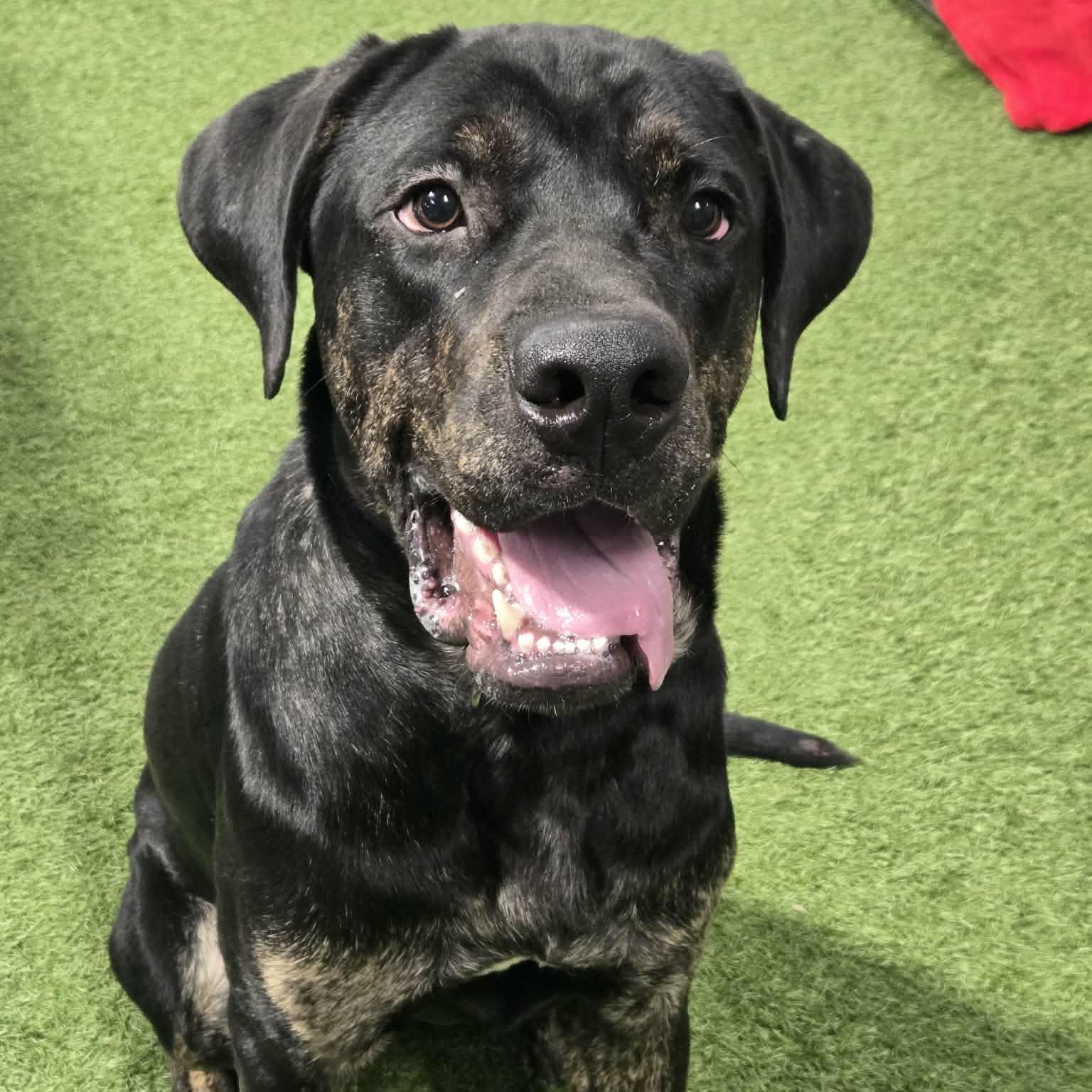 Kronk, an adopted mixed breed in Racine, WI image 2/3