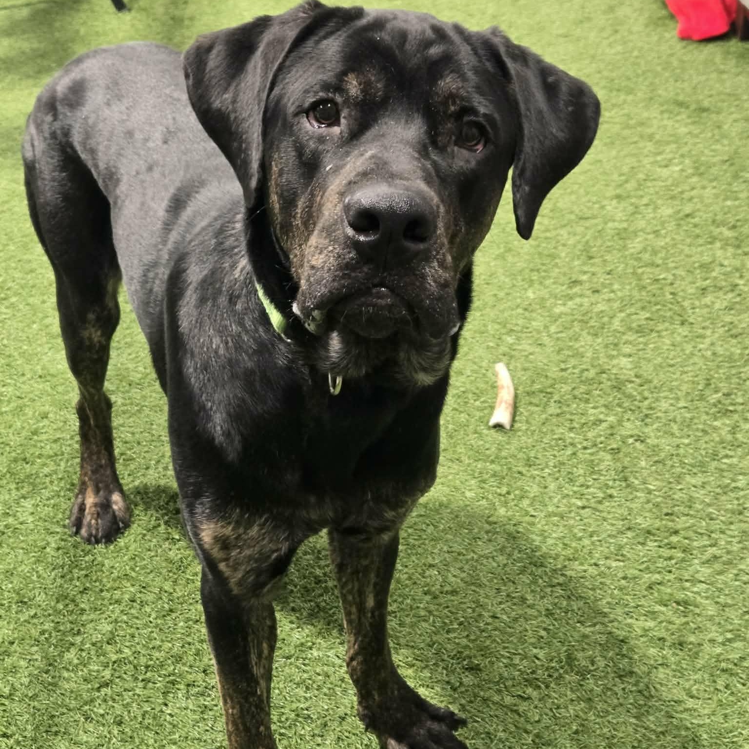 Kronk, an adopted mixed breed in Racine, WI image 3/3