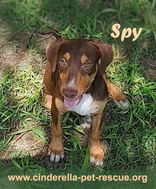 Spy, Adoptable, Young Male Beagle & Labrador Retriever.