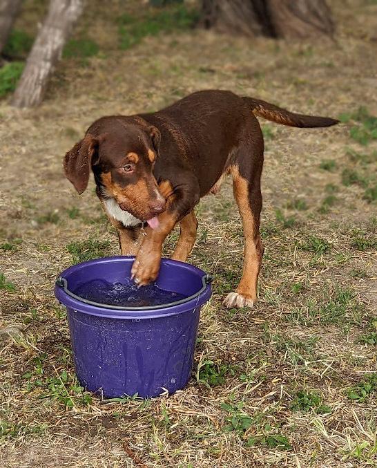 Enlarge Spy, a Adoptable mixed breed in Mission, TX image 2/6