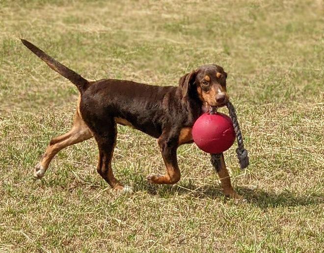 Enlarge Spy, a Adoptable mixed breed in Mission, TX image 3/6