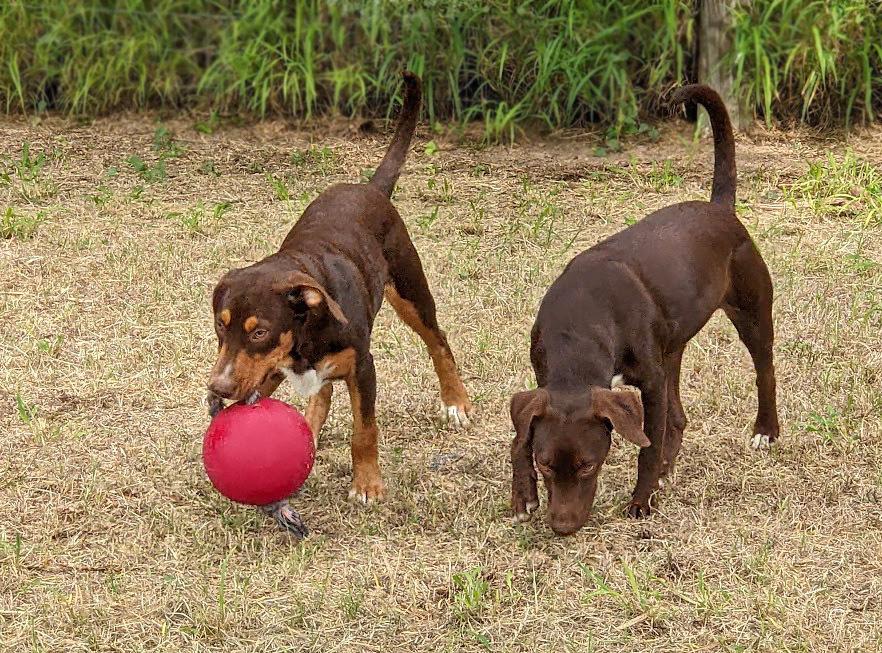 Enlarge Spy, a Adoptable mixed breed in Mission, TX image 4/6