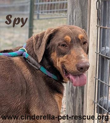 Enlarge Spy, a Adoptable mixed breed in Mission, TX image 5/6