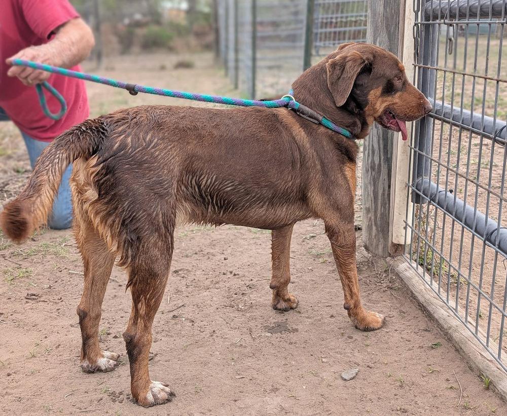 Enlarge Spy, a Adoptable mixed breed in Mission, TX image 6/6