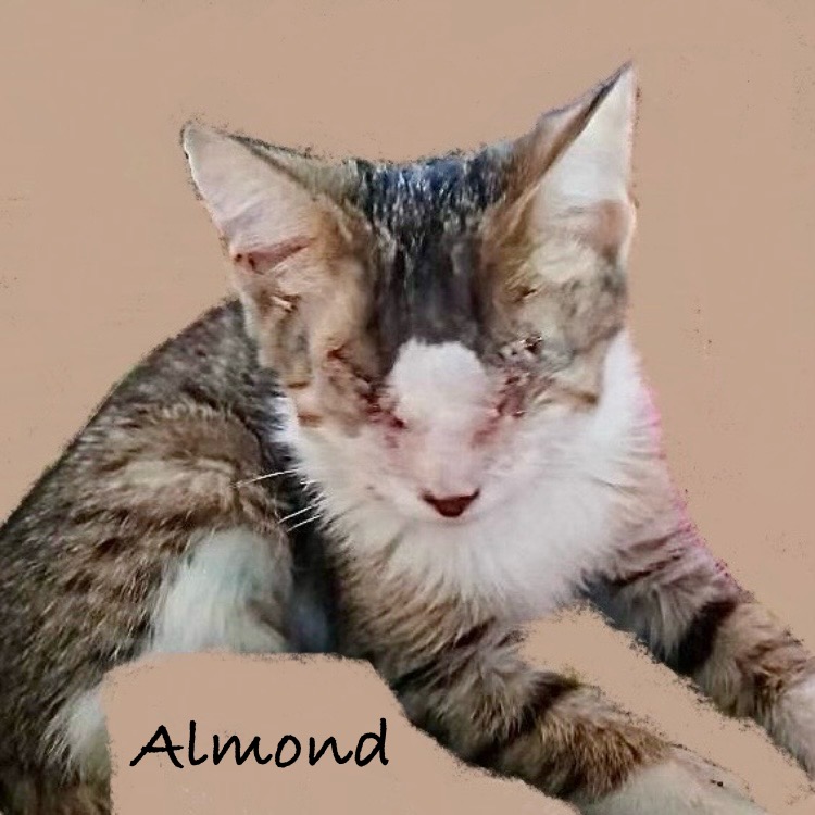 Enlarge Almond, a Adopted Domestic Short Hair in Quincy, OH image 1/1