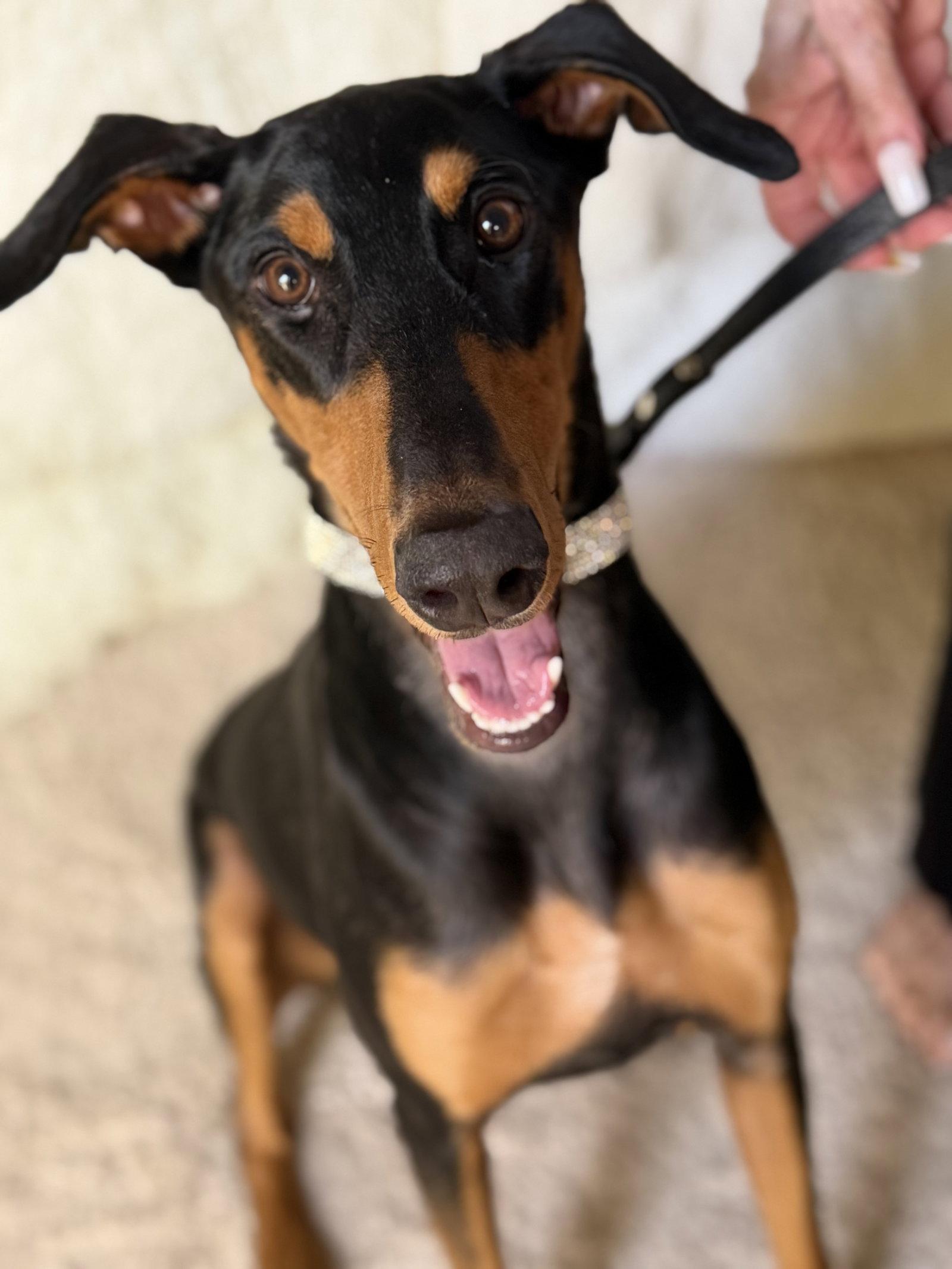 London, Adoptable, Young Female Doberman Pinscher.