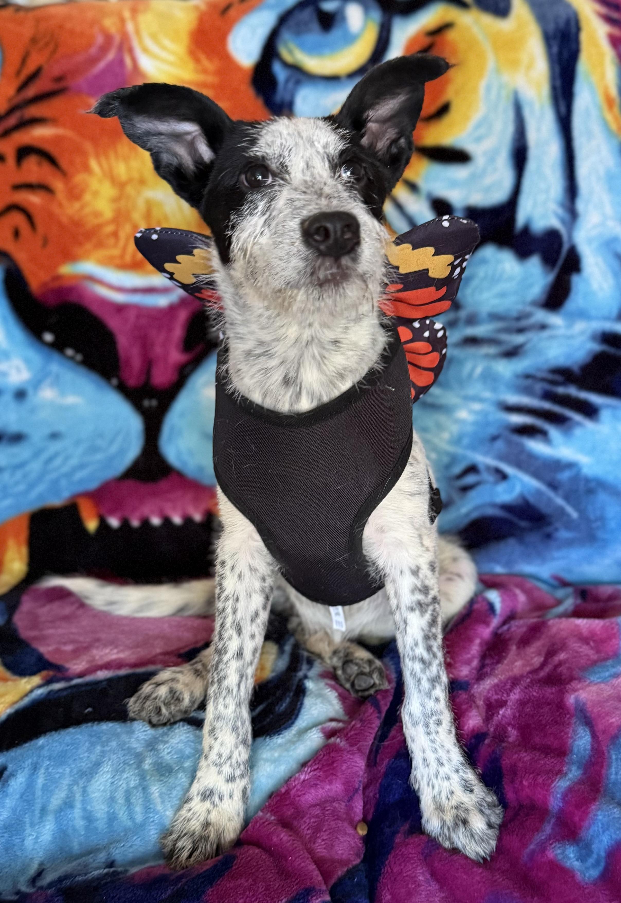 Margot, Adoptable, Young Female Australian Cattle Dog / Blue Heeler & Dachshund.