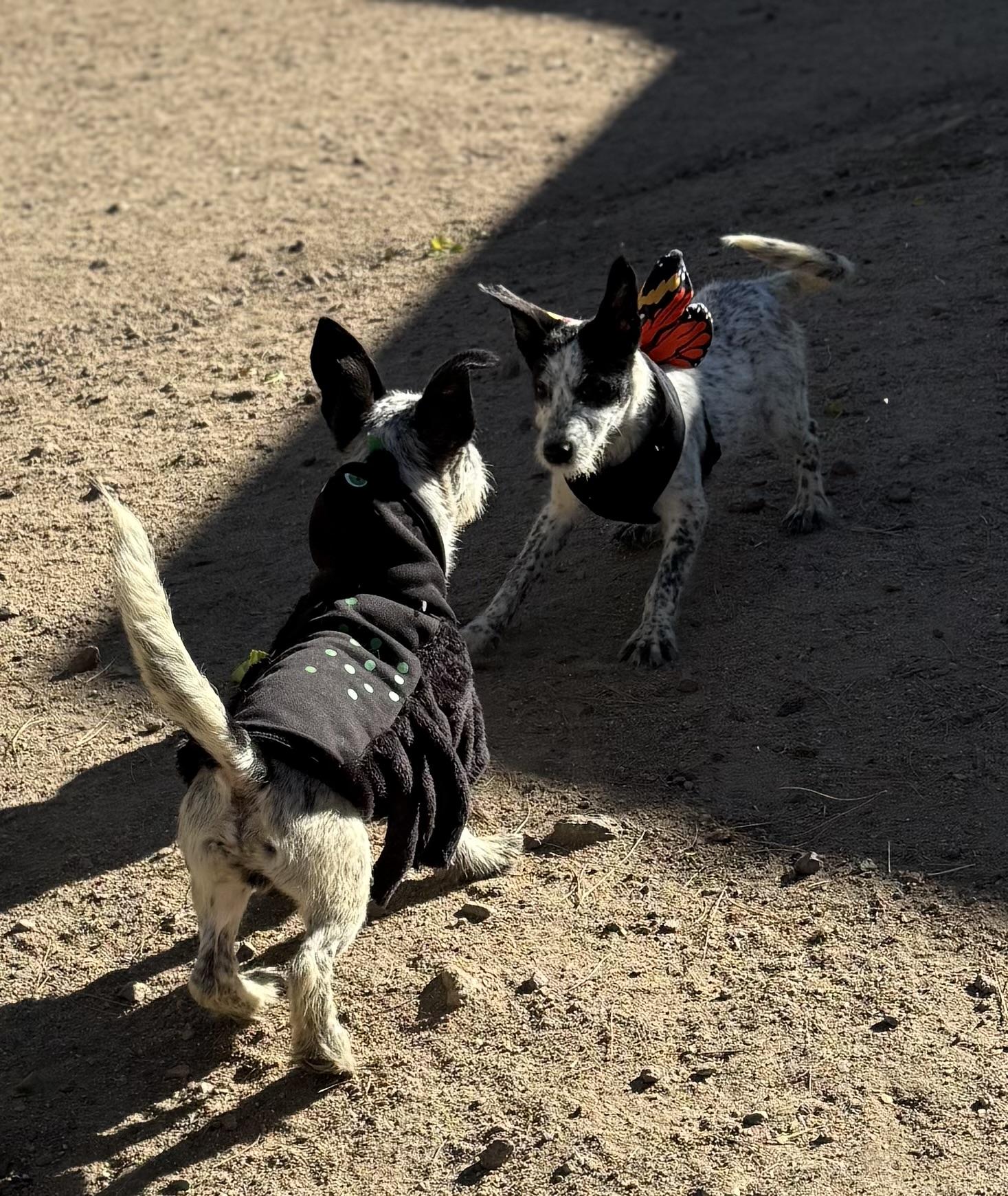 Margot, a Adoptable mixed breed in Denver , CO image 4/4
