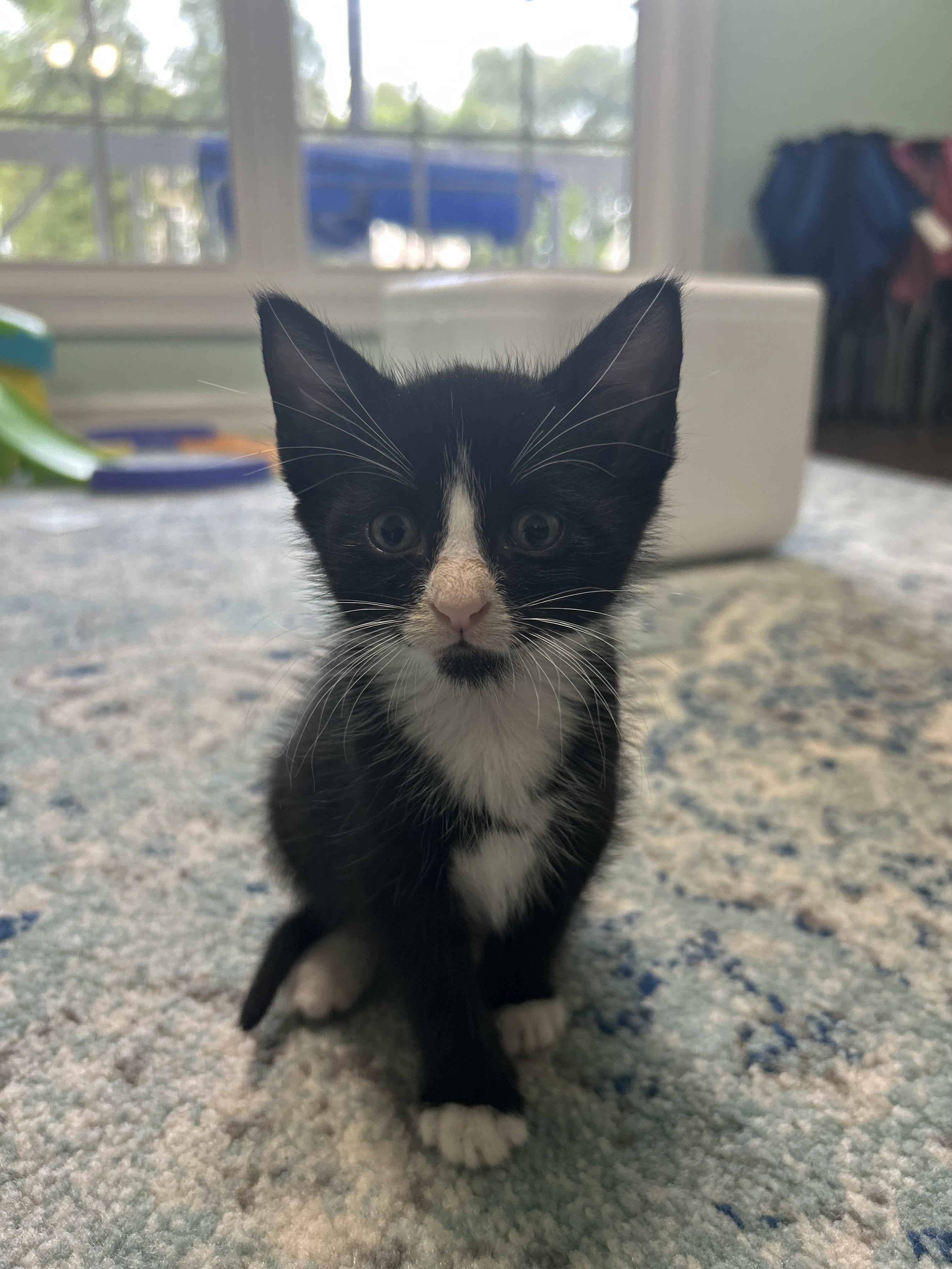 Carbon Copy, Baby Male Domestic Short Hair