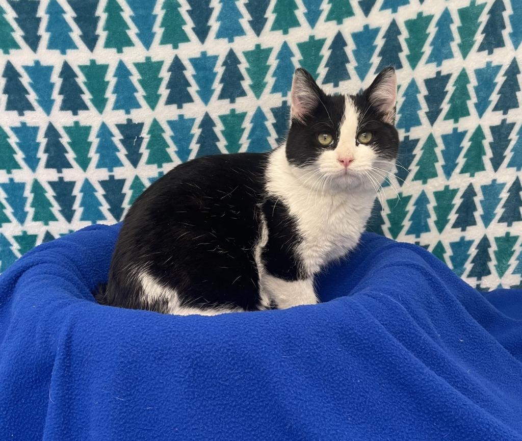 Stubby, adopted, Kitten Male Domestic Short Hair.